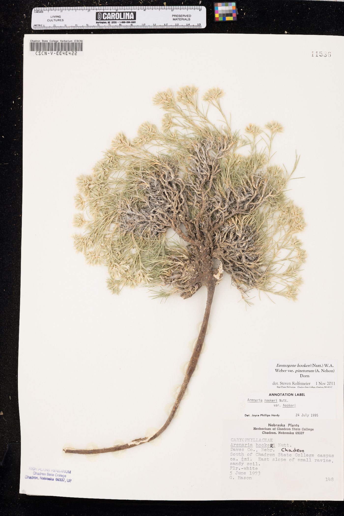 Eremogone hookeri var. pinetorum image