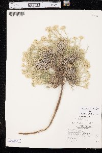 Eremogone hookeri var. pinetorum image
