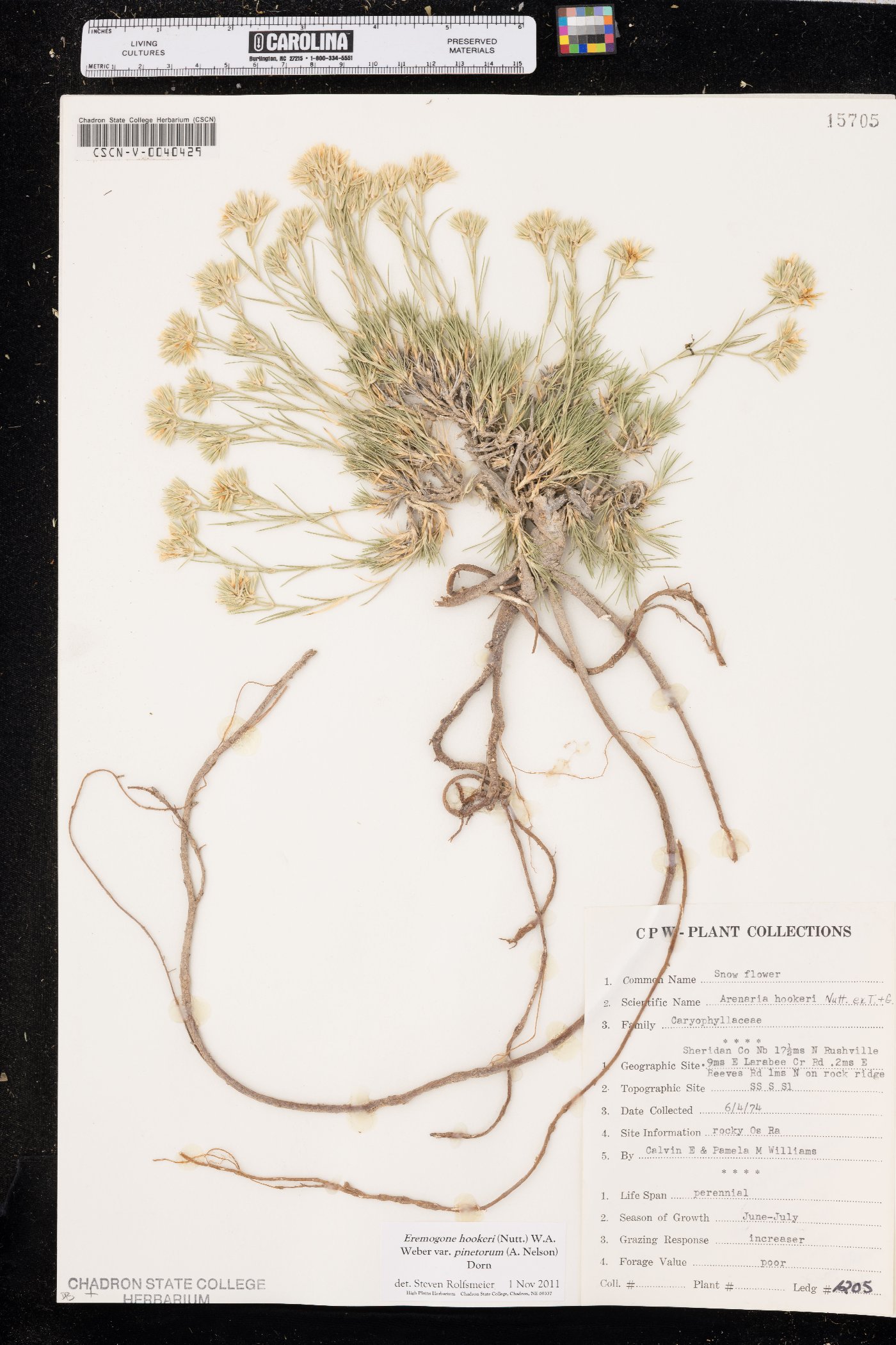 Eremogone hookeri var. pinetorum image