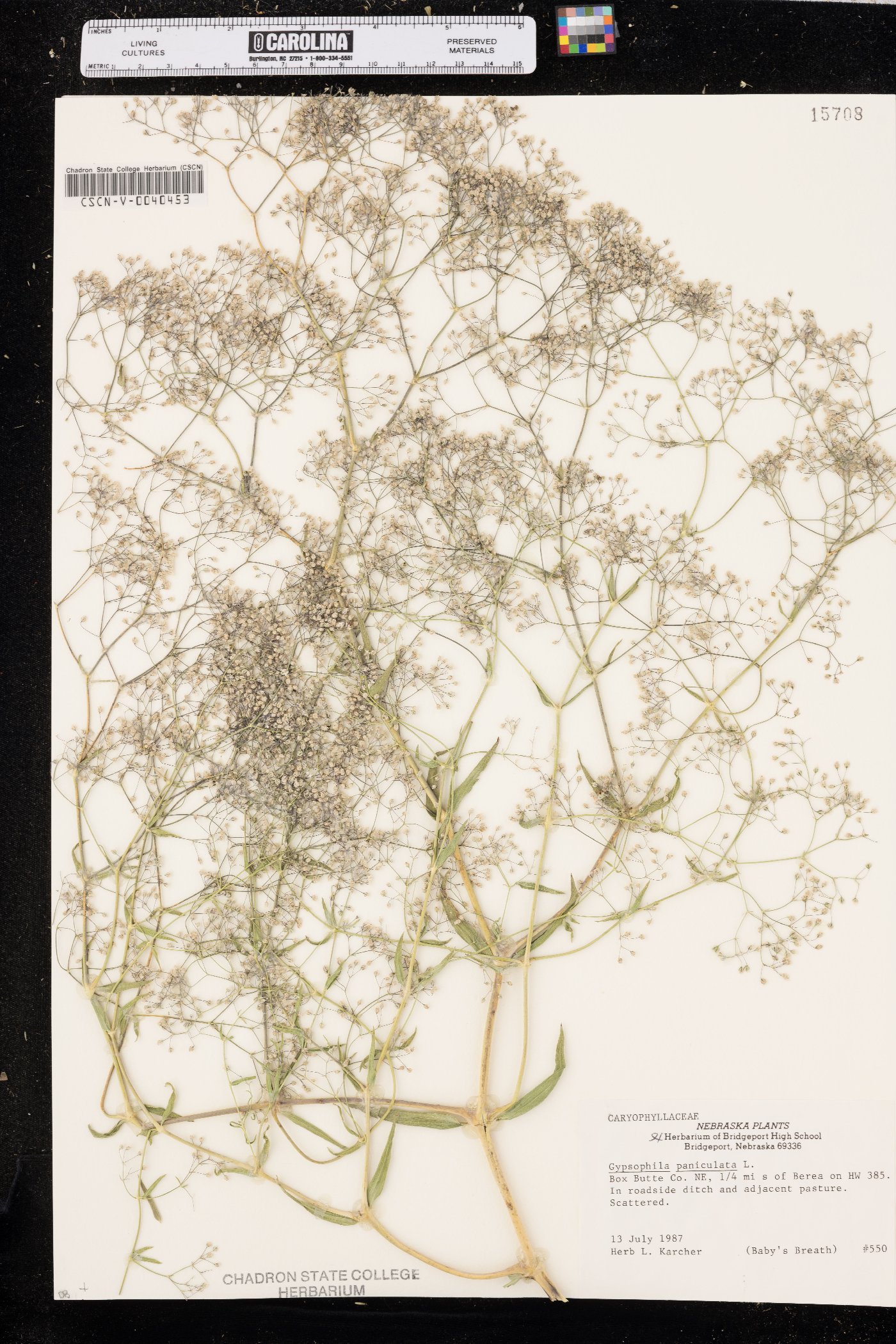 Gypsophila paniculata image