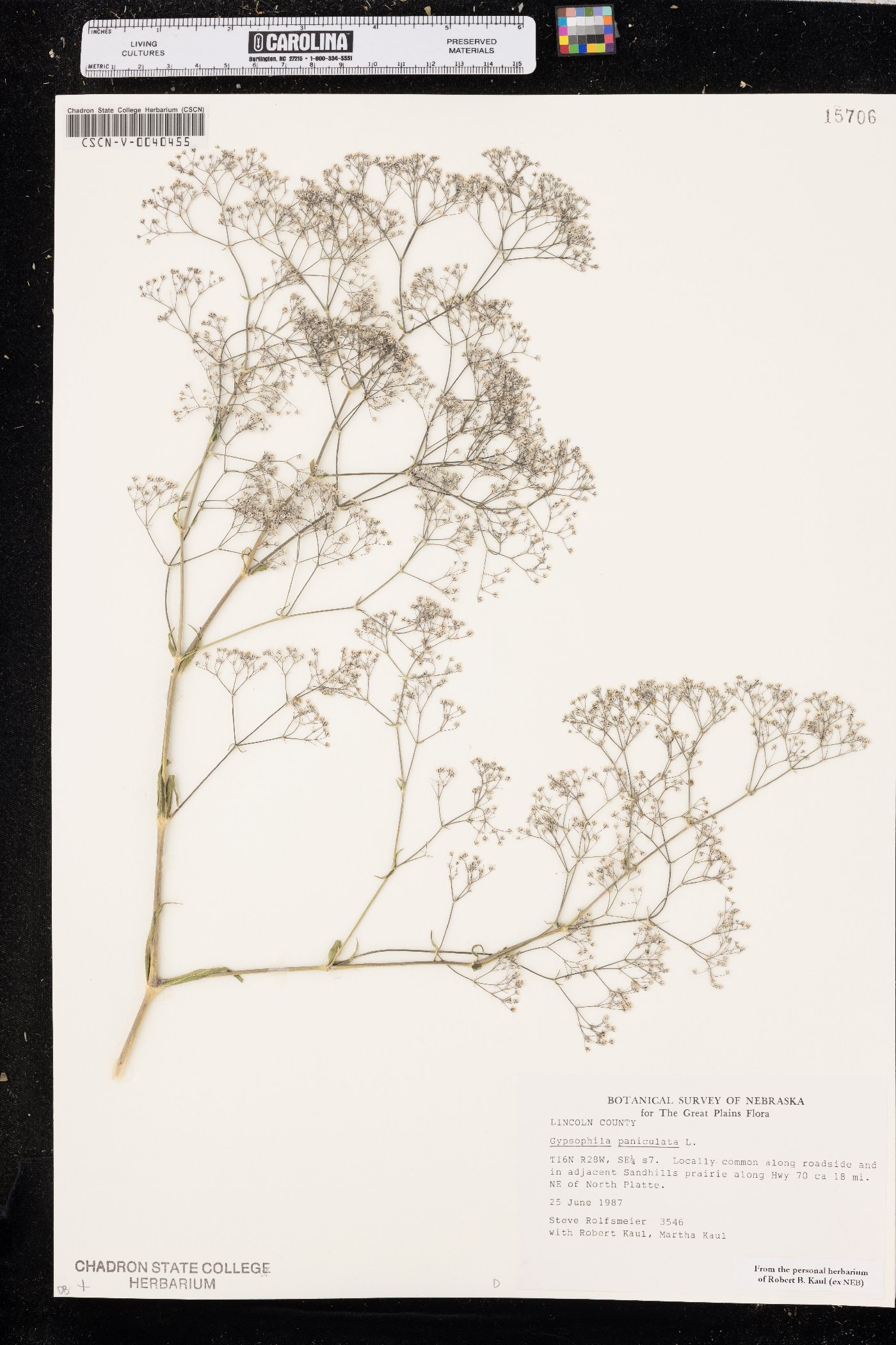 Gypsophila paniculata image
