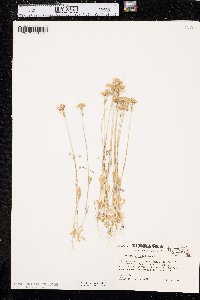 Holosteum umbellatum image