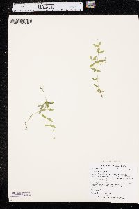 Moehringia lateriflora image