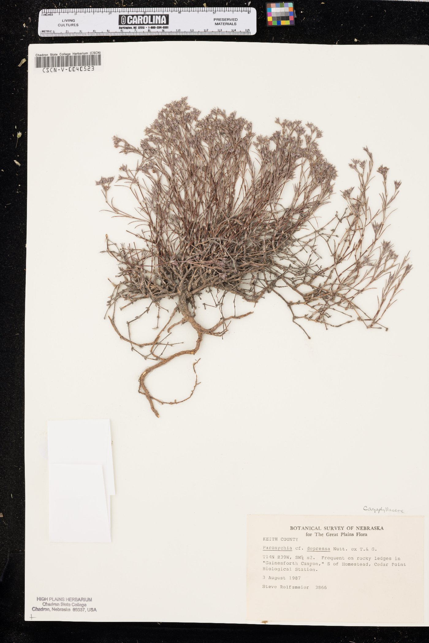Paronychia depressa image