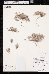 Paronychia depressa image