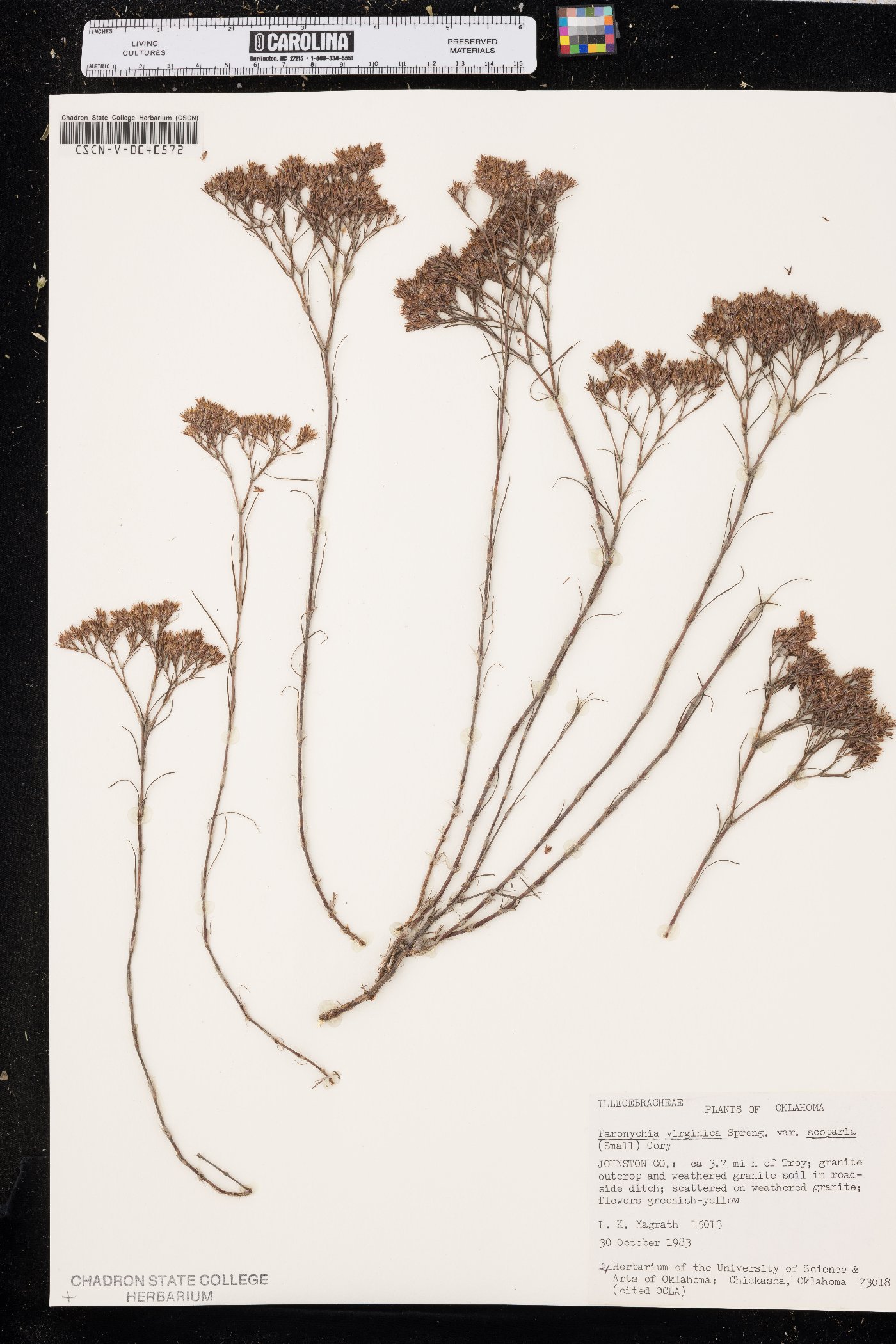 Paronychia virginica var. scoparia image