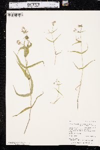 Pseudostellaria jamesiana image