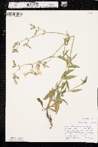 Silene latifolia image