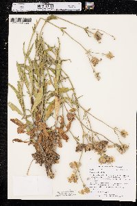 Silene latifolia image