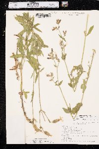 Silene latifolia image