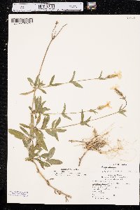 Silene latifolia image