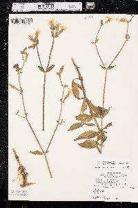 Silene noctiflora image