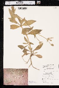 Silene latifolia image