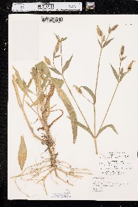 Silene latifolia image