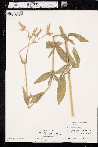 Silene latifolia image