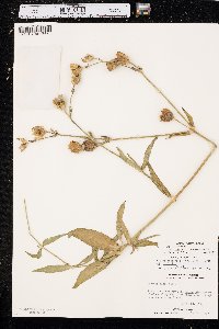 Silene latifolia image