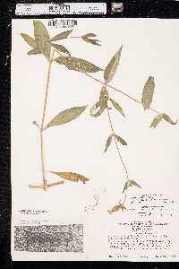 Silene latifolia image