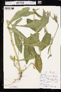 Silene noctiflora image