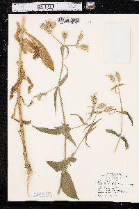 Silene noctiflora image