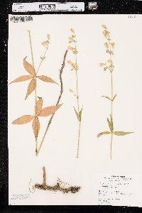 Silene stellata image