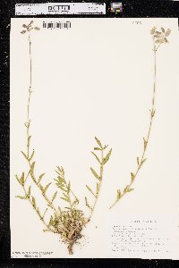 Silene vulgaris image