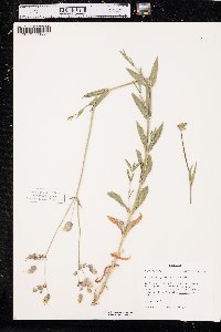 Silene vulgaris image