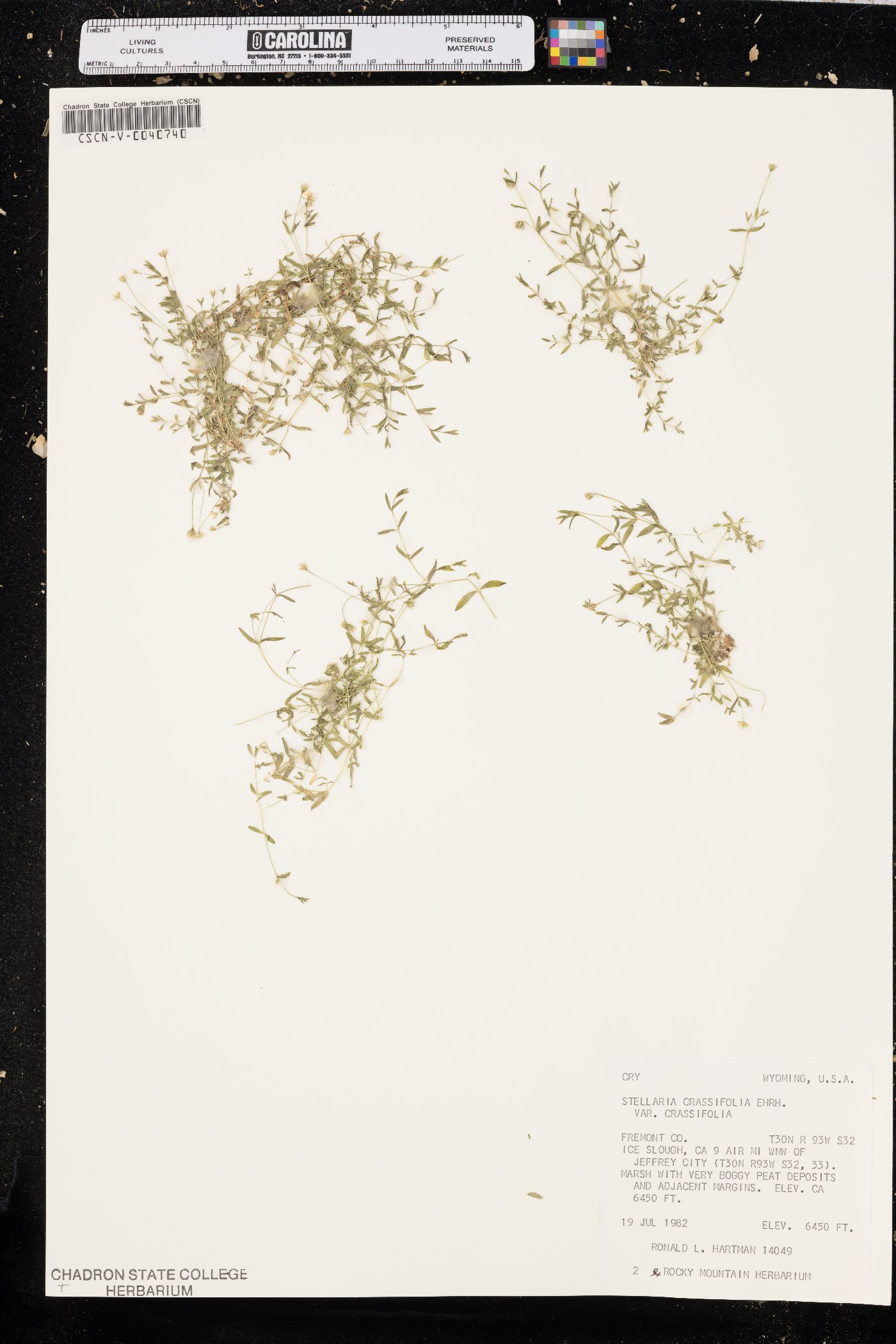Stellaria crassifolia var. crassifolia image