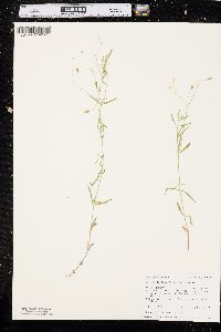 Stellaria longifolia image