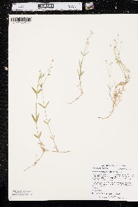 Stellaria longipes image