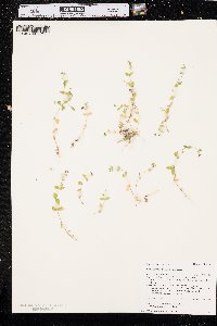 Stellaria obtusa image
