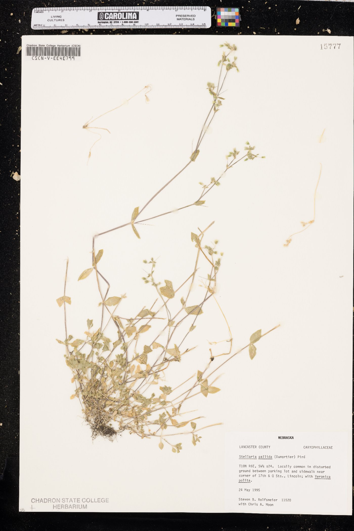 Stellaria pallida image