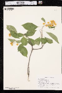 Celastrus scandens image