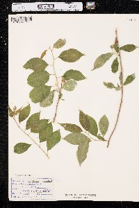 Celastrus scandens image