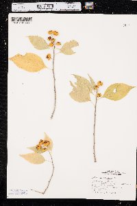 Celastrus scandens image