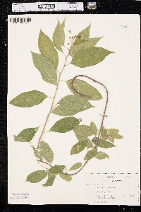 Celastrus scandens image