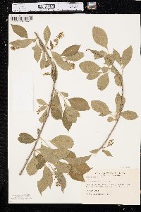 Celastrus scandens image