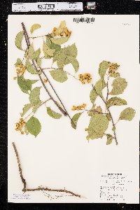 Celastrus scandens image