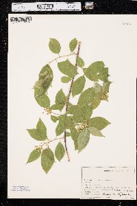 Celastrus scandens image