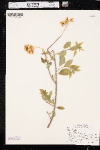 Celastrus scandens image