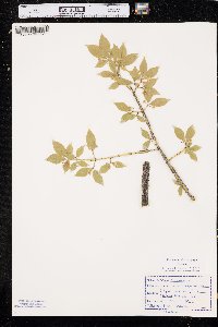 Euonymus alatus image