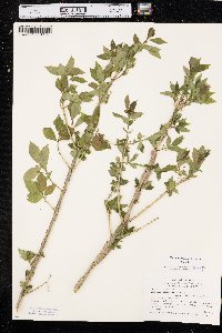 Euonymus alatus image