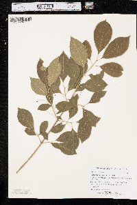 Euonymus atropurpureus image