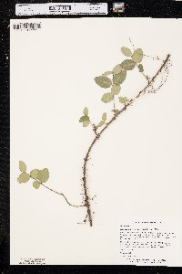 Euonymus fortunei image