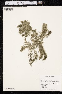 Ceratophyllum demersum image