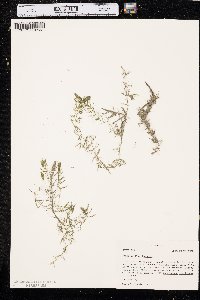 Ceratophyllum demersum image