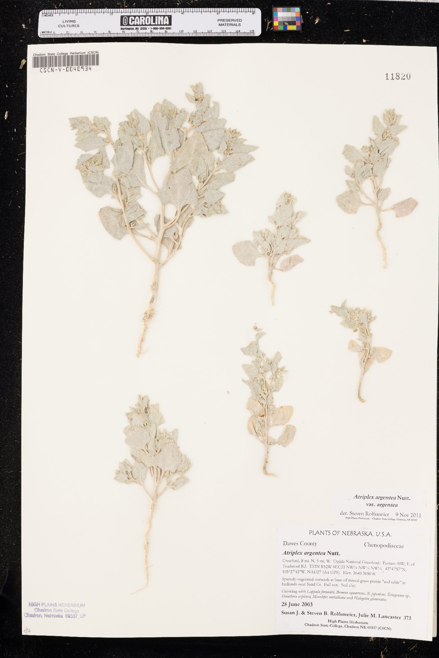 Atriplex argentea var. argentea image