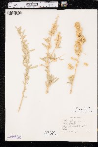 Atriplex canescens var. canescens image