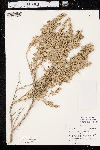 Atriplex canescens var. aptera image