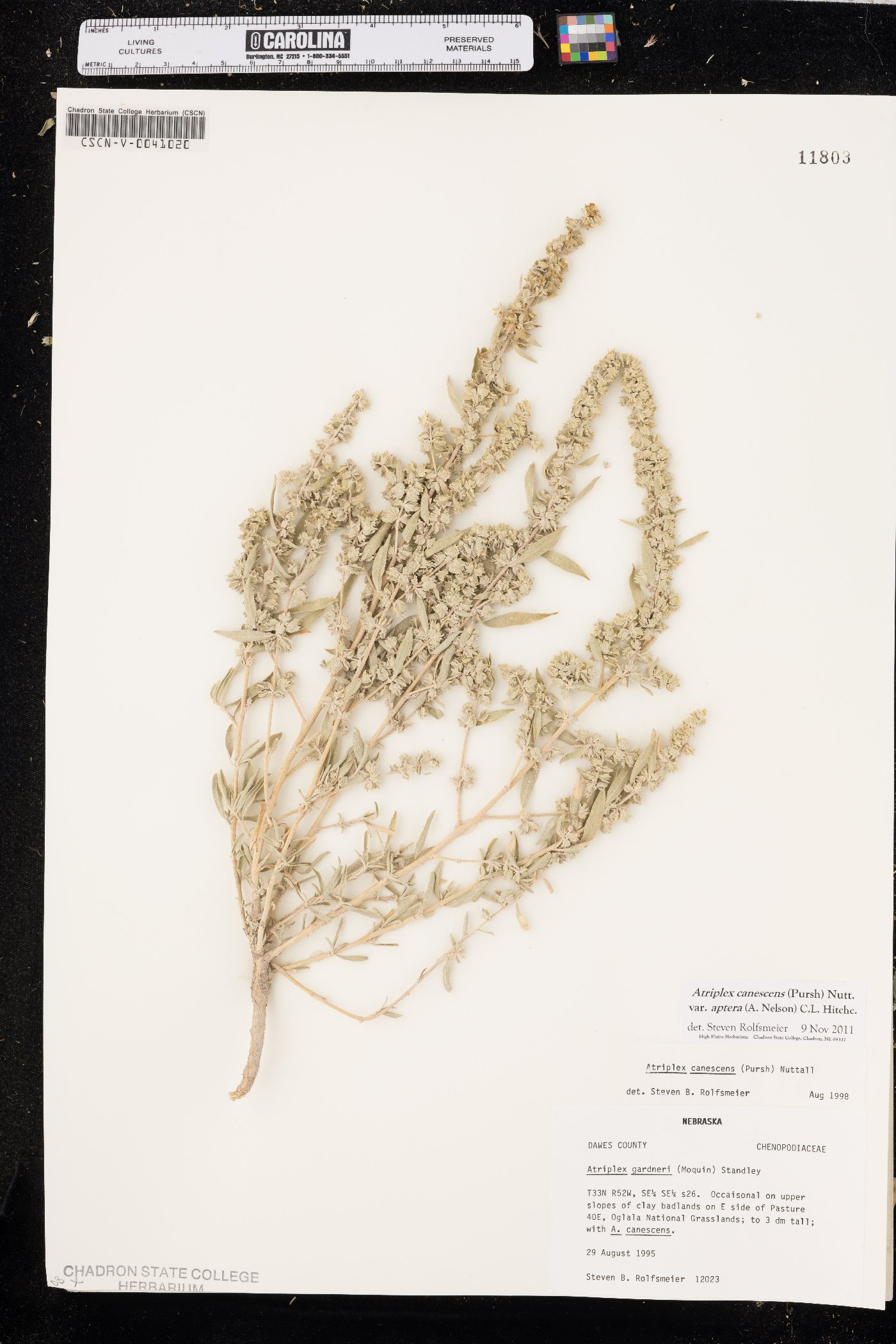 Atriplex canescens var. aptera image