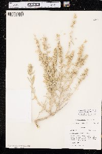 Atriplex canescens var. aptera image
